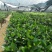 菠萝蜜袋苗马拉西亚一号高度50-60公分
