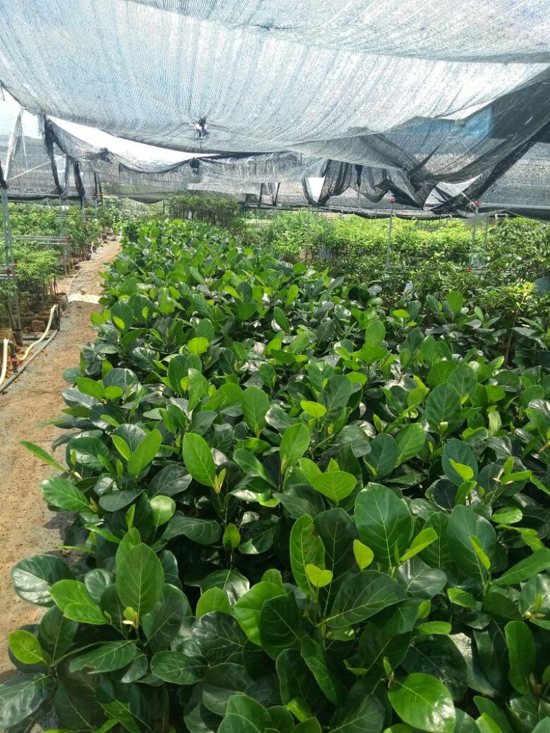 菠萝蜜袋苗马拉西亚一号高度50-60公分