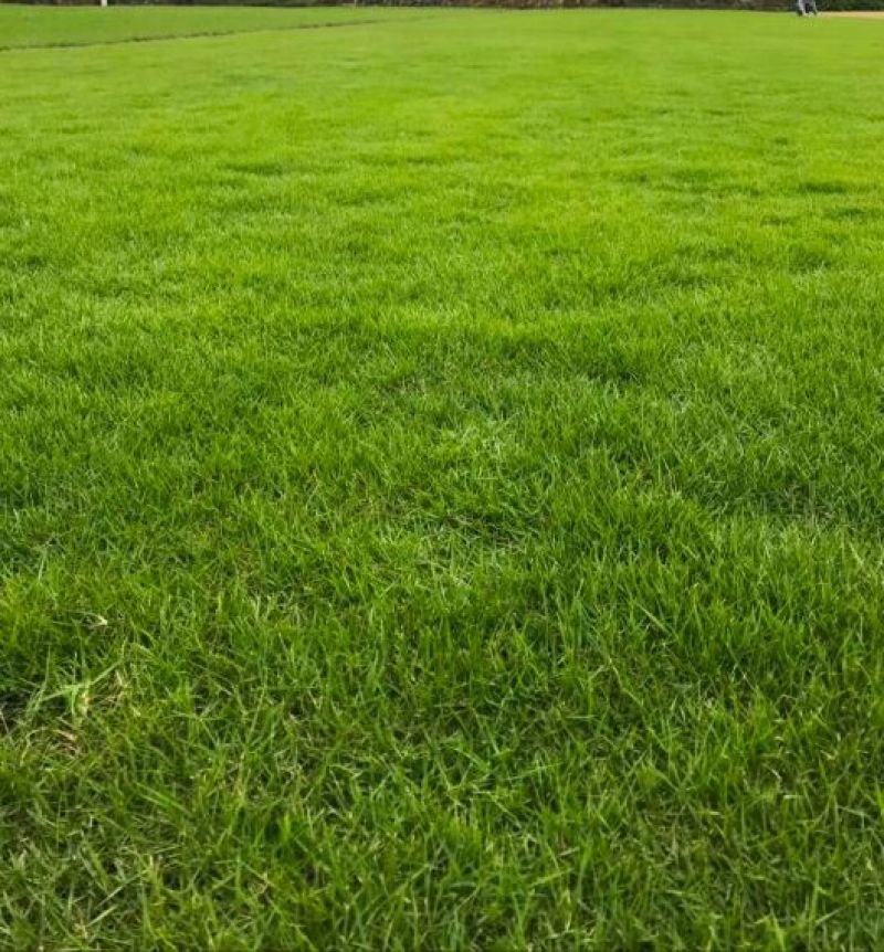 广东台湾草皮基地直销结缕草草皮卷草块草坪台湾青