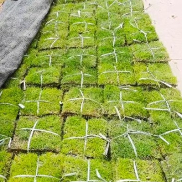广东台湾草皮基地直销结缕草草皮卷草块草坪台湾青
