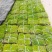 广东台湾草皮基地直销结缕草草皮卷草块草坪台湾青