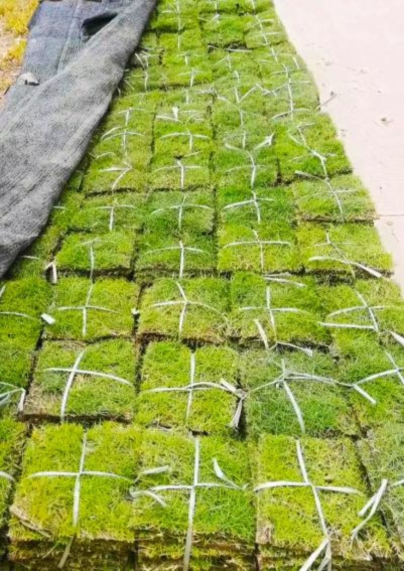 广东台湾草皮基地直销结缕草草皮卷草块草坪台湾青