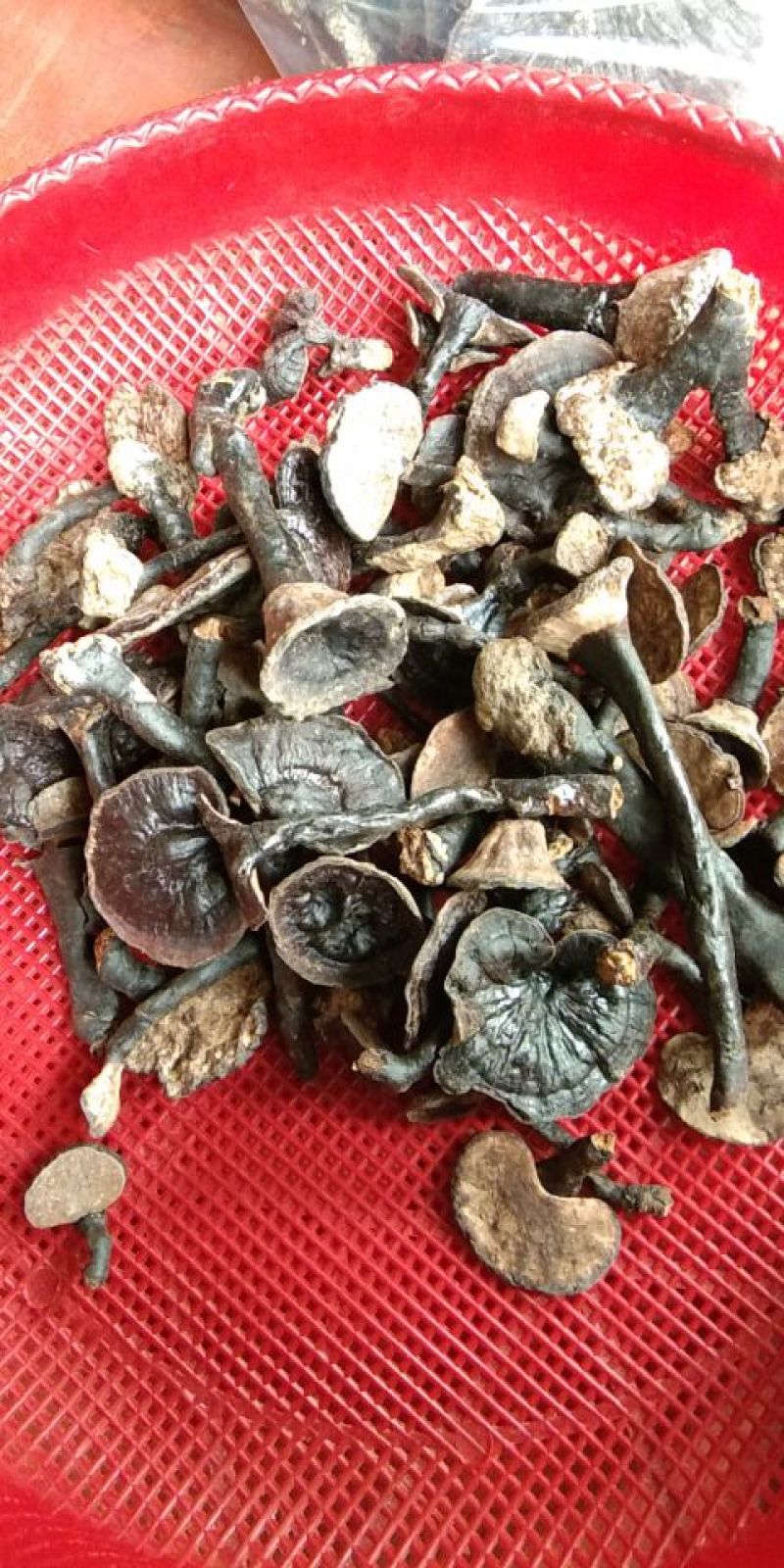 广西来宾市金秀县大瑶山野生灵芝