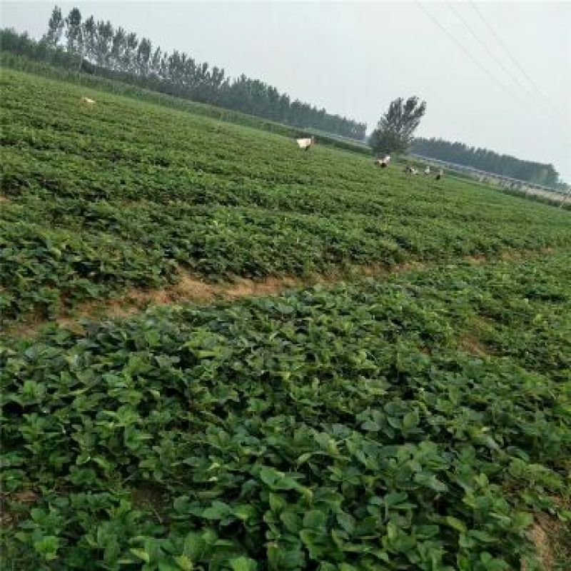 甜宝草莓苗品种纯正提供种植技术