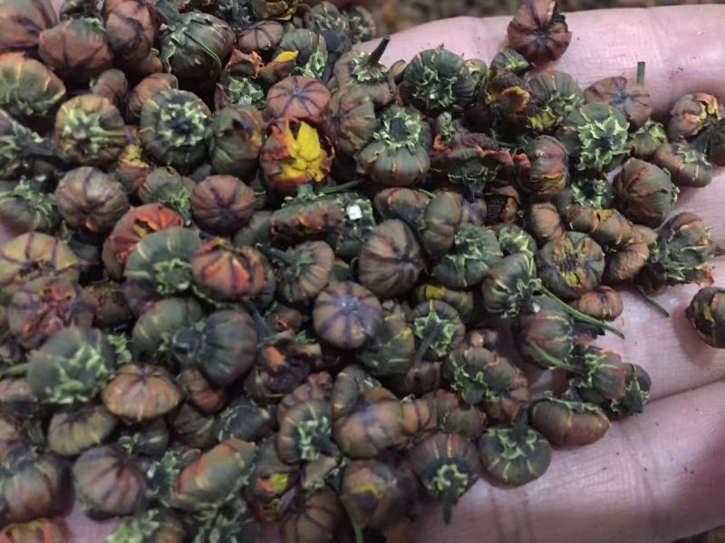 药用菊花野生昆仑雪胎菊