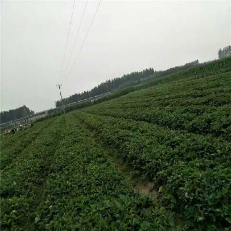 红颜草莓苗