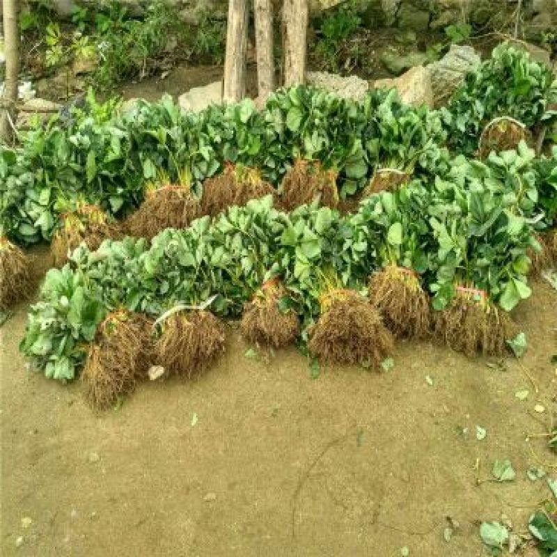 红颜草莓苗
