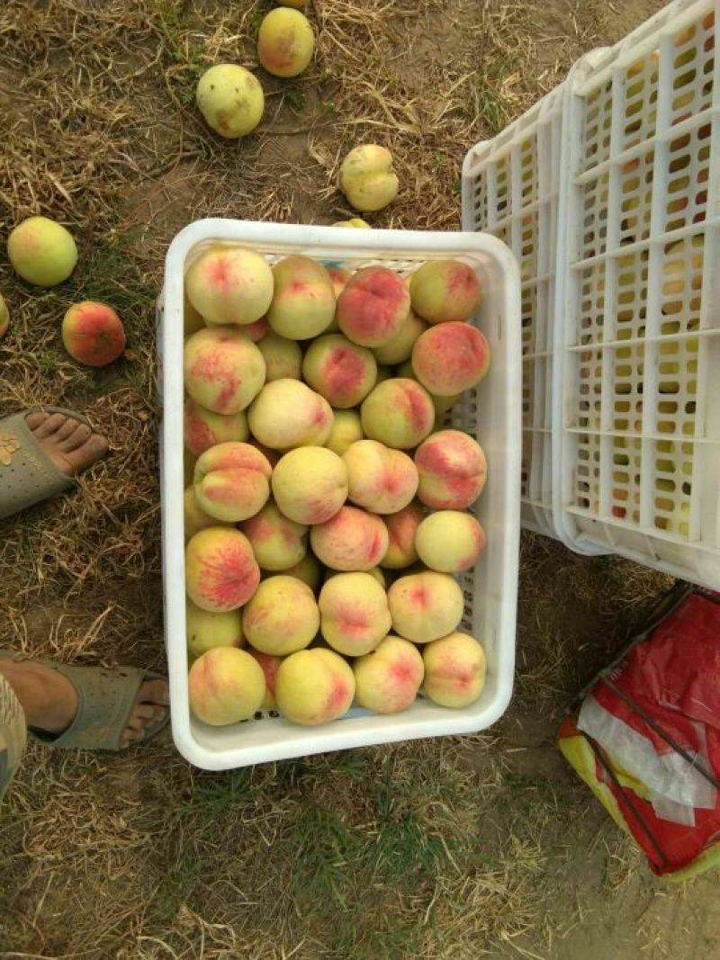 编号宁01万亩好吃的毛桃基地供应！{陌武果蔬驿站}