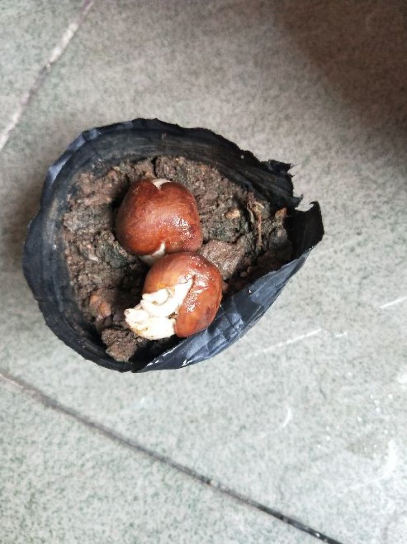 发财树种子