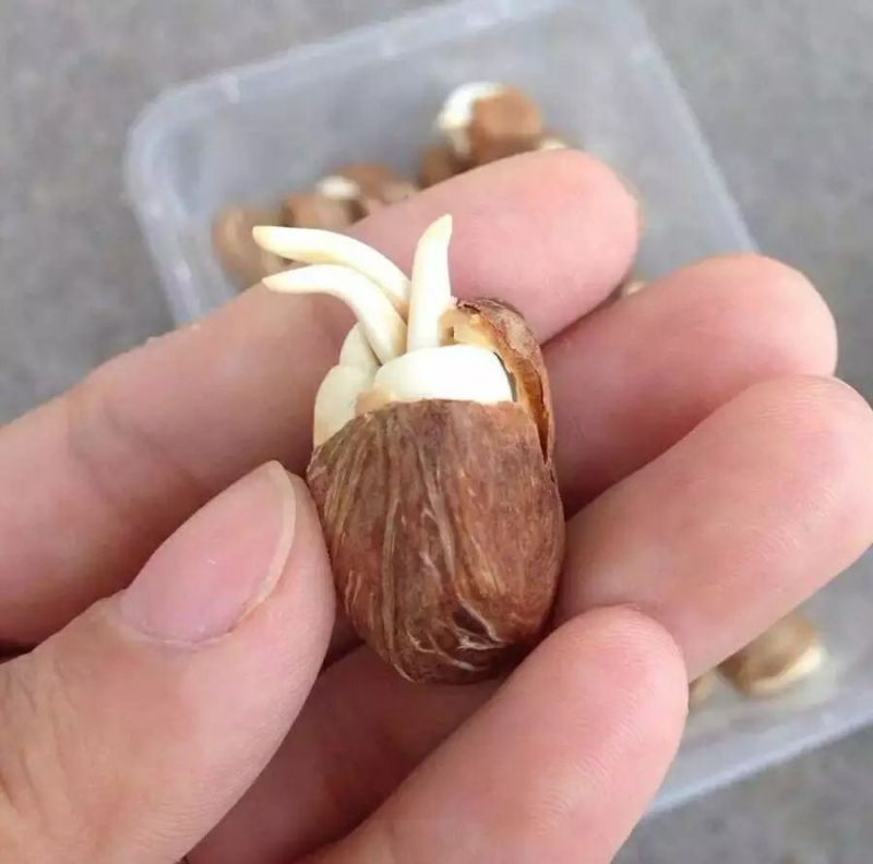 发财树种子