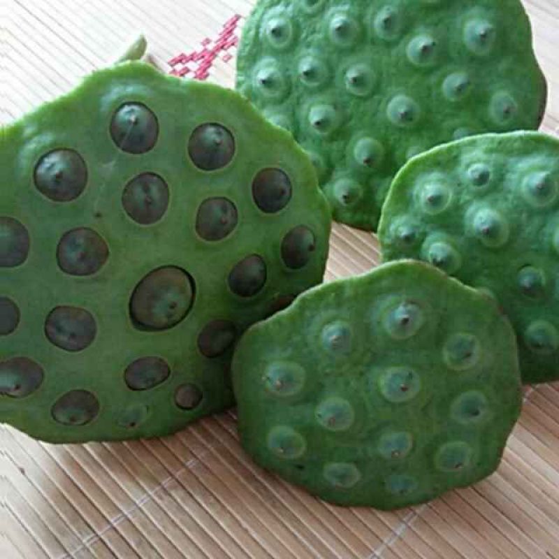 供应莲蓬
