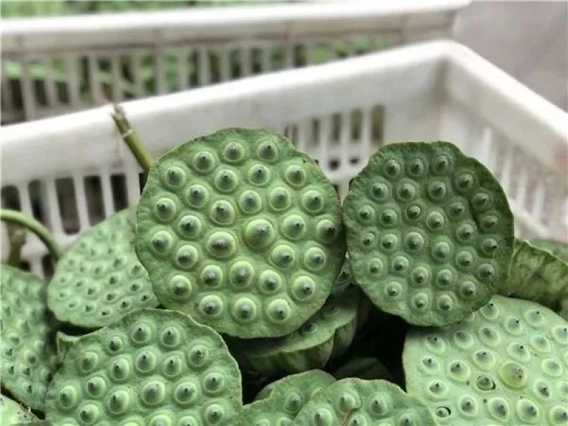 供应莲蓬