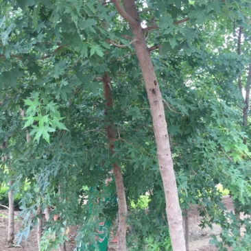 五角枫231~260cm
