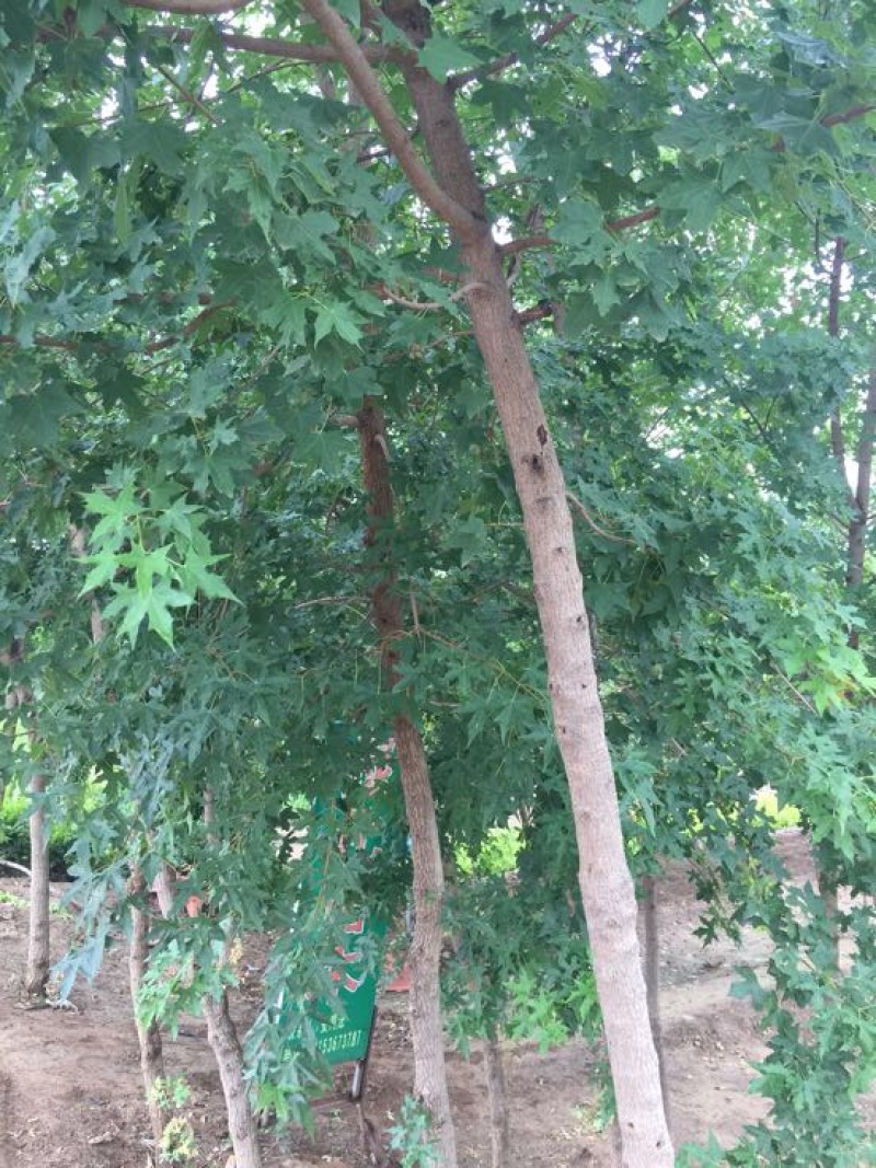 五角枫231~260cm