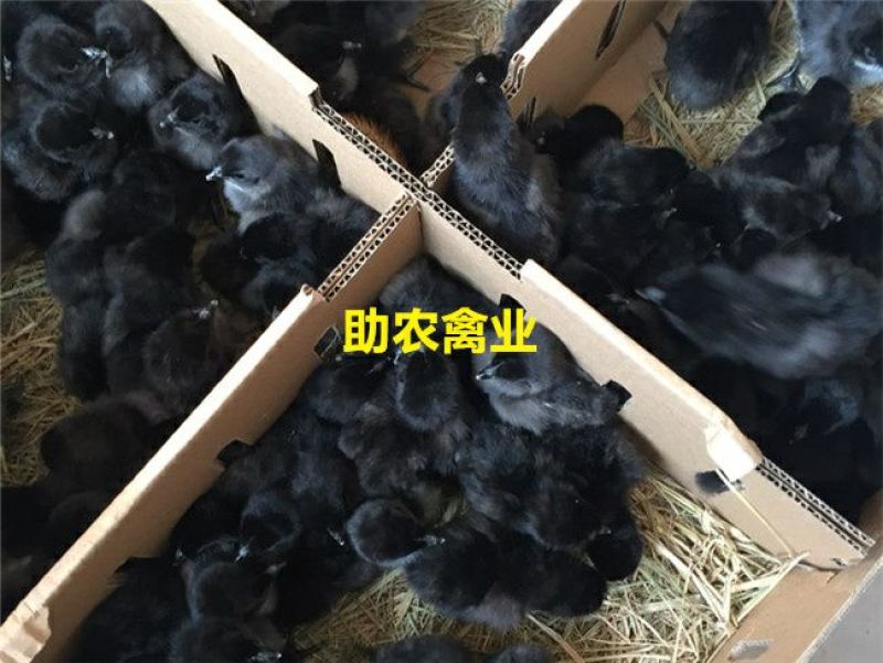 五黑鸡苗