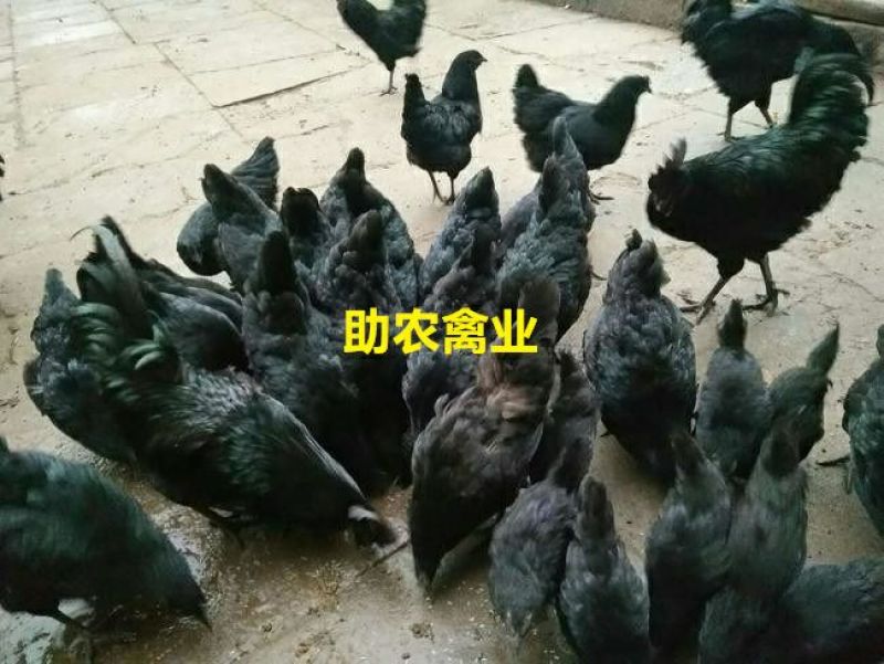 五黑鸡苗