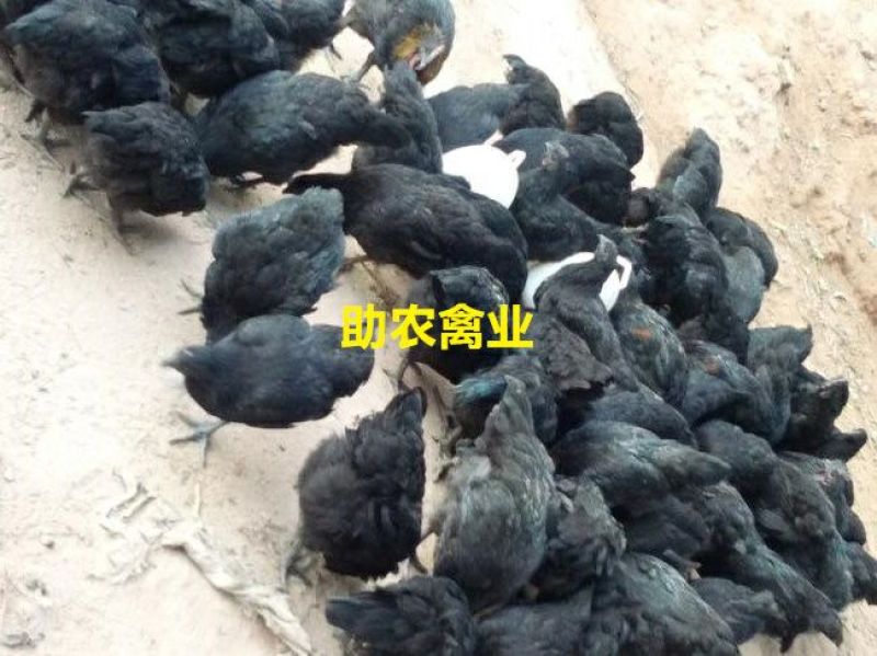 五黑鸡苗