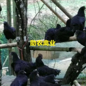 五黑鸡苗