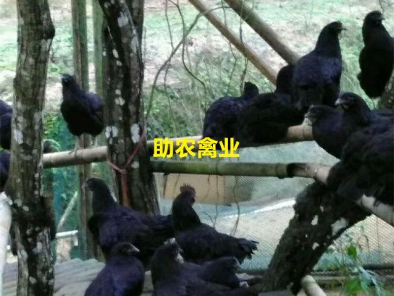 五黑鸡苗