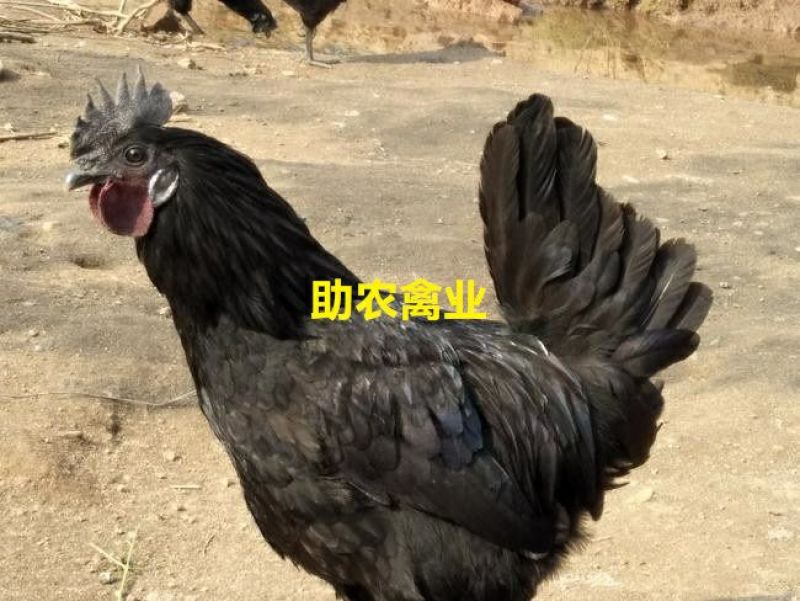 五黑鸡苗