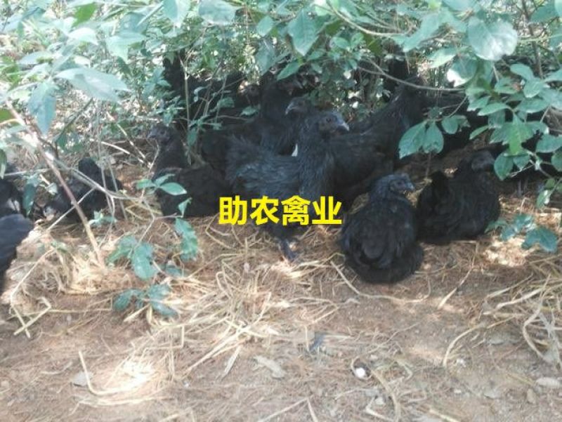 五黑鸡苗
