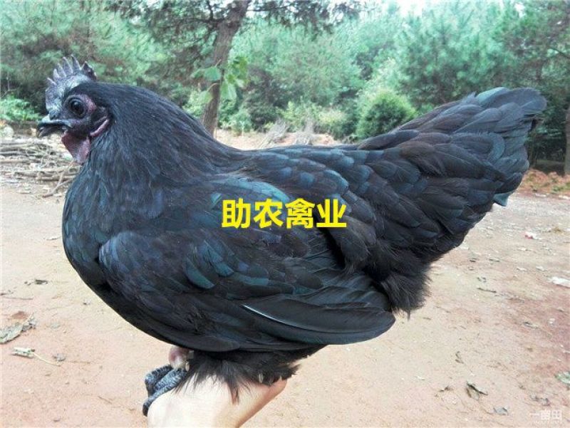 五黑鸡苗