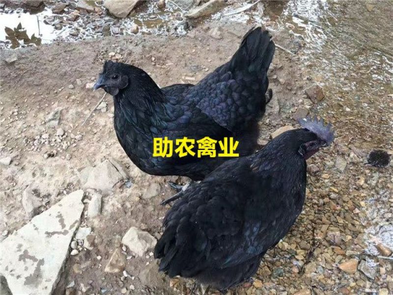 五黑鸡苗