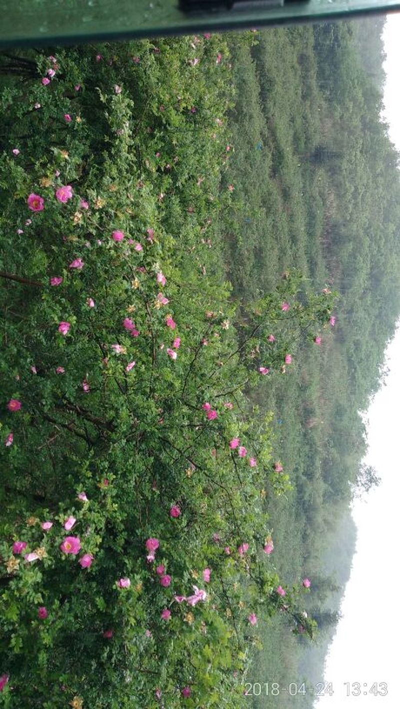 刺梨鲜果（贵龙5号）千亩基地直供量大从优