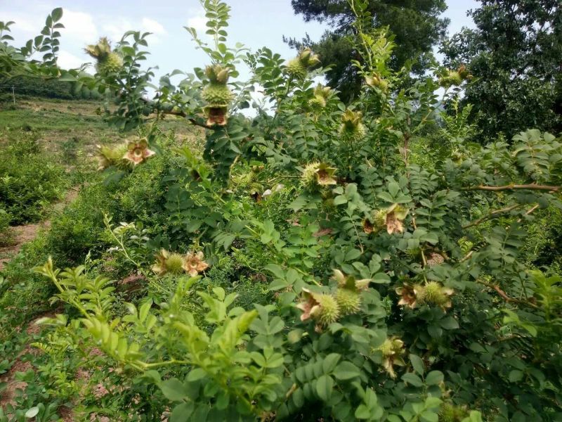 刺梨鲜果（贵龙5号）千亩基地直供量大从优