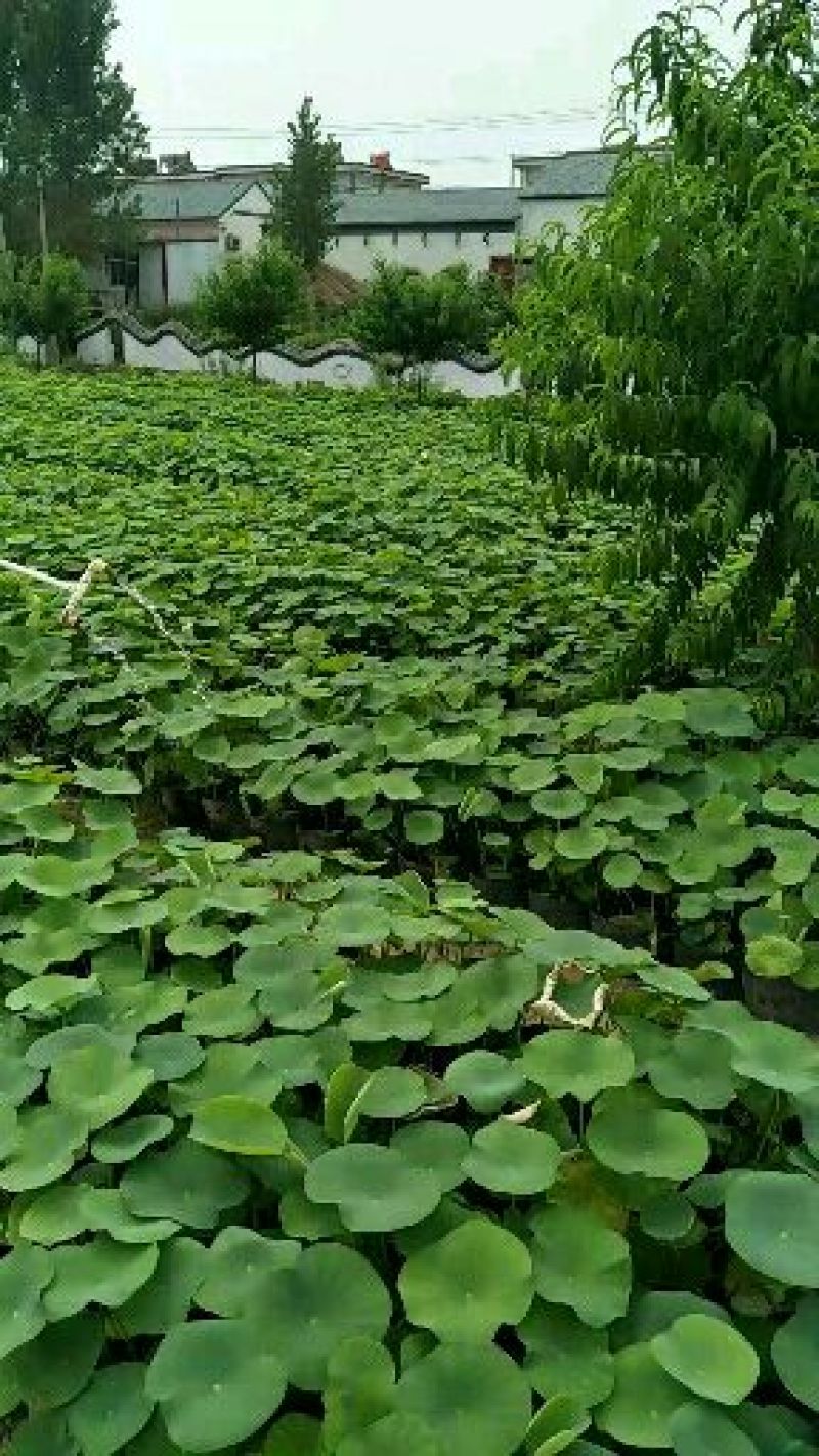 精品荷花，睡莲