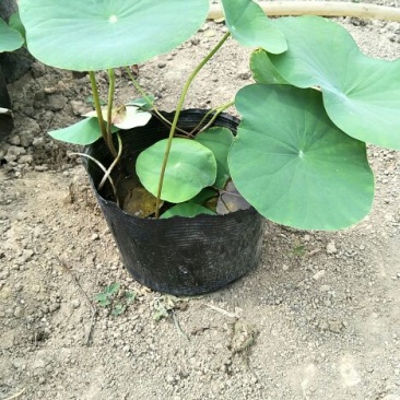 精品荷花，睡莲