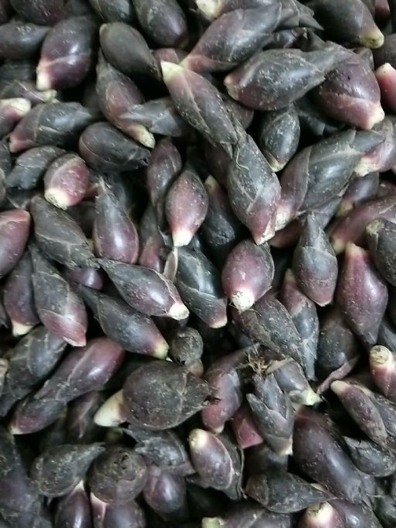 阳菏
