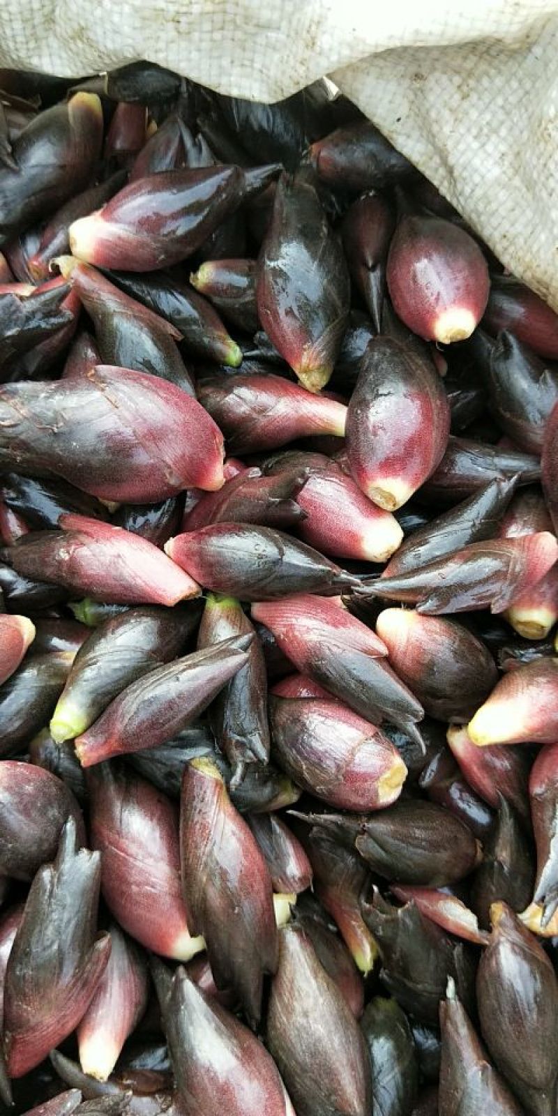 阳菏