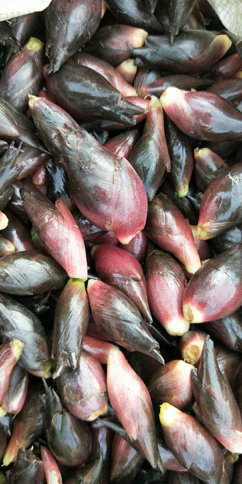 阳菏