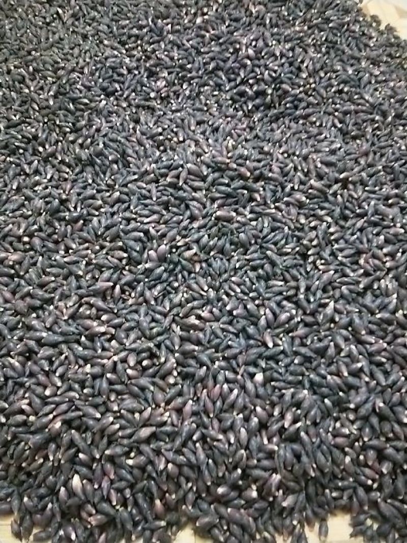 阳菏