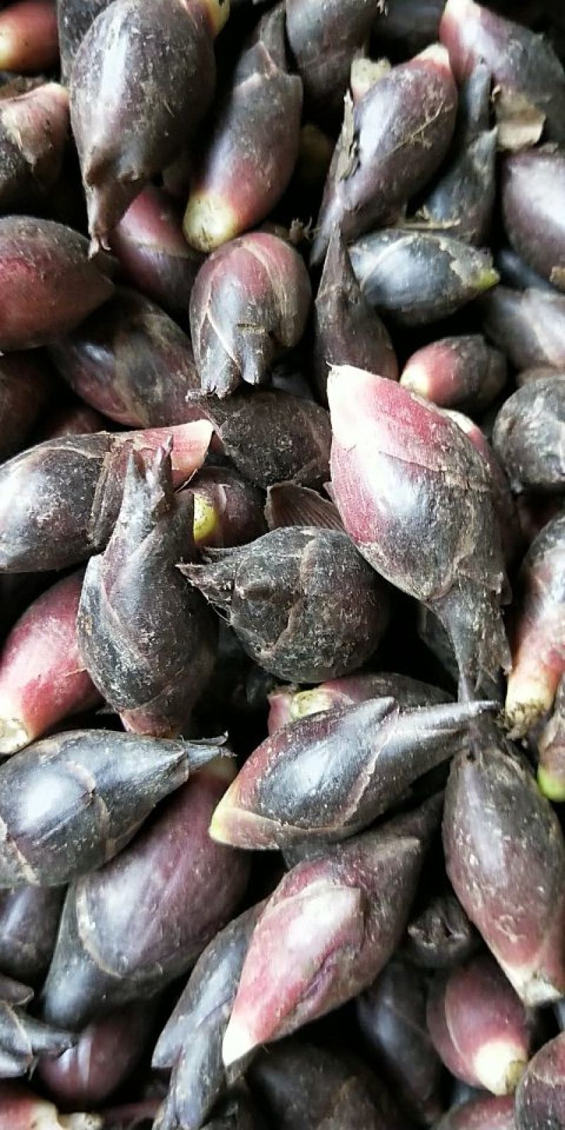 阳菏