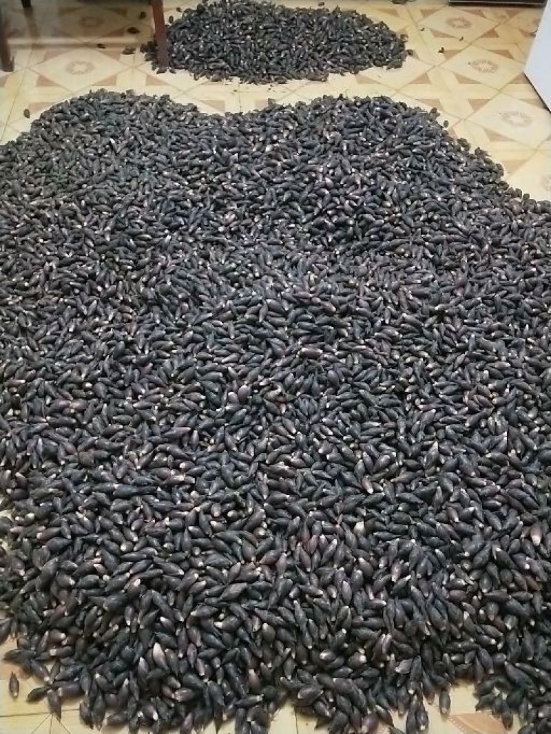 阳菏