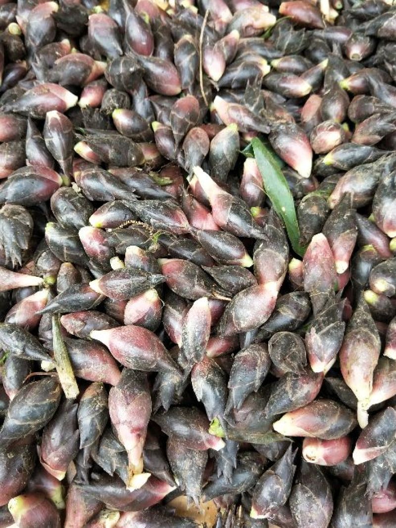阳菏