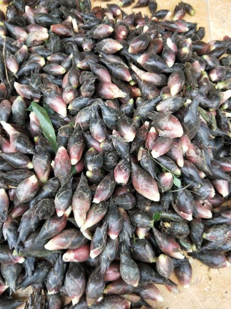 阳菏