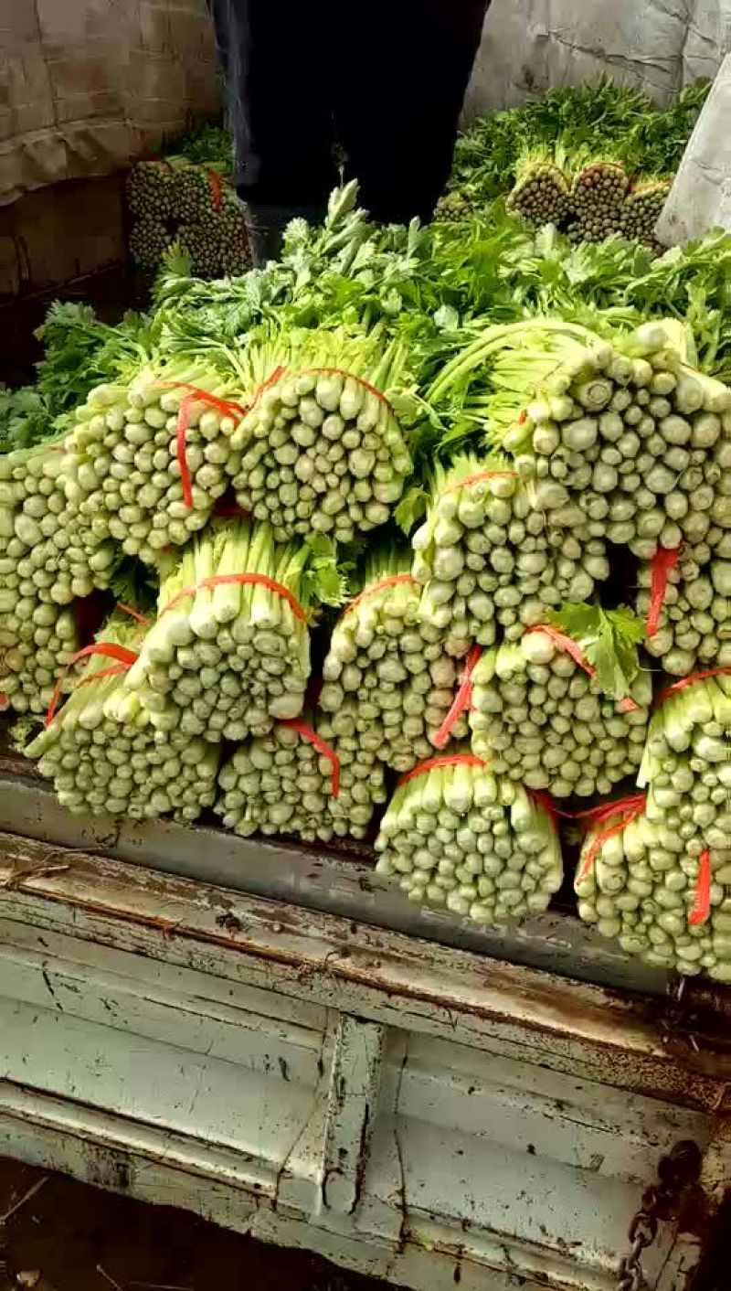 毛芹