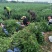 卫矛2cm以下4cm以下0.5~1米