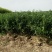胶州卫矛2cm以下4cm以下0.5~1米