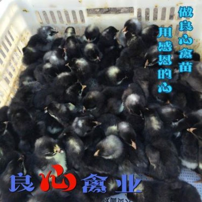 基地直销优质黑芦花鸡苗另有黄土鸡苗乌鸡苗