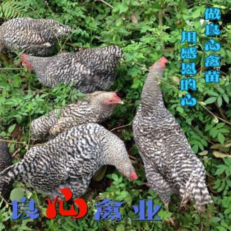 基地直销优质黑芦花鸡苗另有黄土鸡苗乌鸡苗