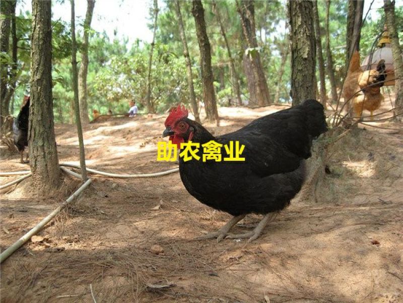 黑土鸡苗