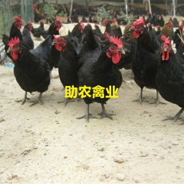 黑土鸡苗