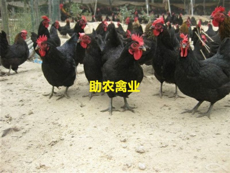 黑土鸡苗