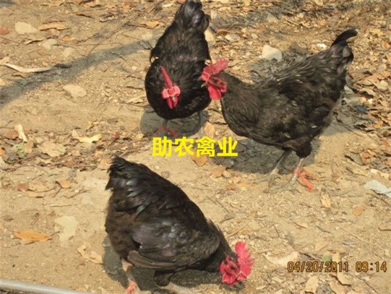 黑土鸡苗