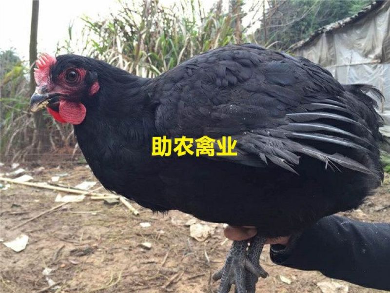 黑土鸡苗