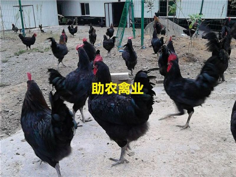 黑土鸡苗